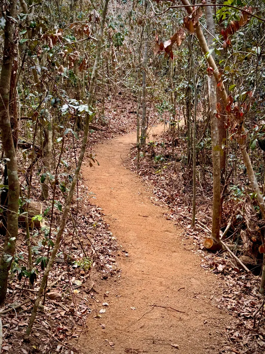 Bushwalking